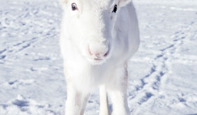 Уникальный белый олень попал на фото в Норвегии (5 фото)