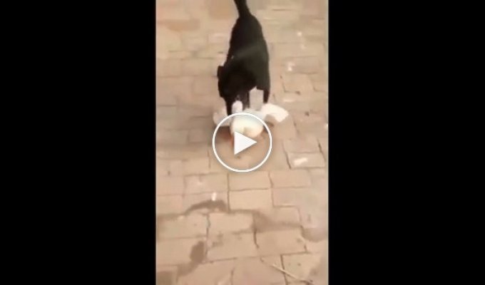 Собака защитила хозяина