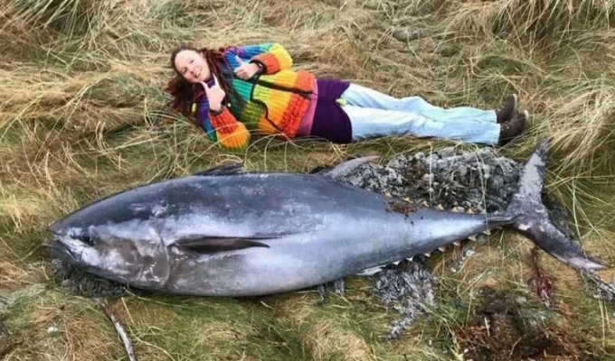 В Шотландии шторм выбросил на берег 2-метрового тунца (5 фото)