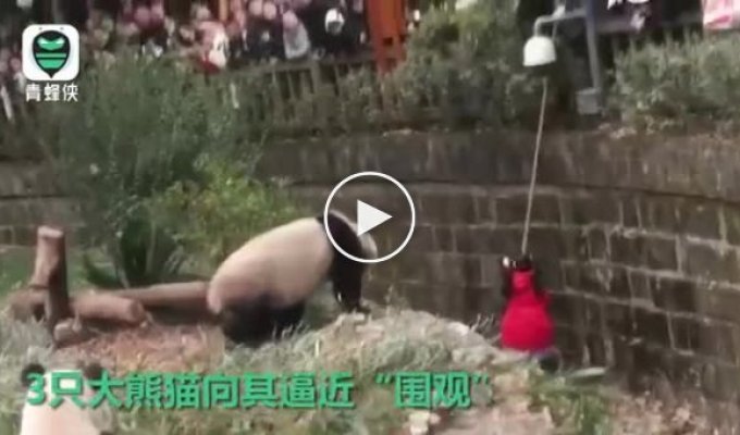 Спасение девочки, упавшей в вольер с пандами