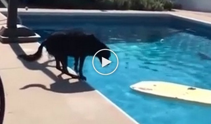 Умная собака нашла способ как достать из бассейна мячик