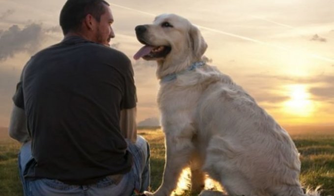 10 распространенных мифов о собаках, которые давно пора развеять (10 фото)