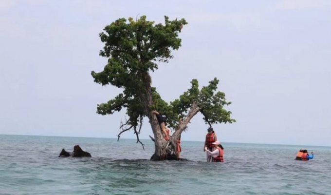 В Таиланде пытаются спасти слишком популярное дерево от любителей селфи (3 фото)