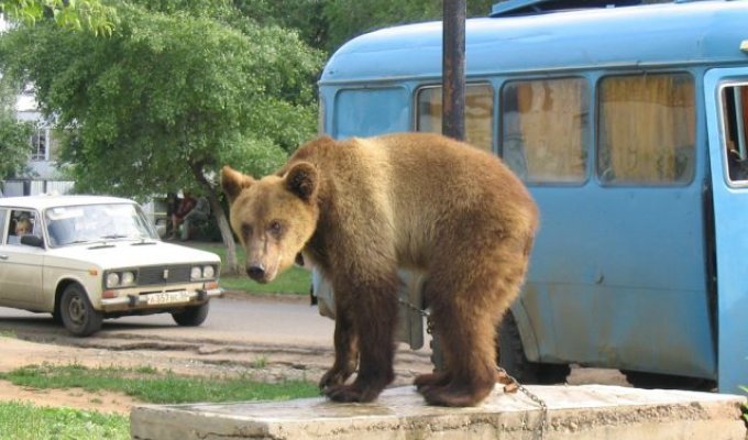 Медведи на улицах России (36 фото)