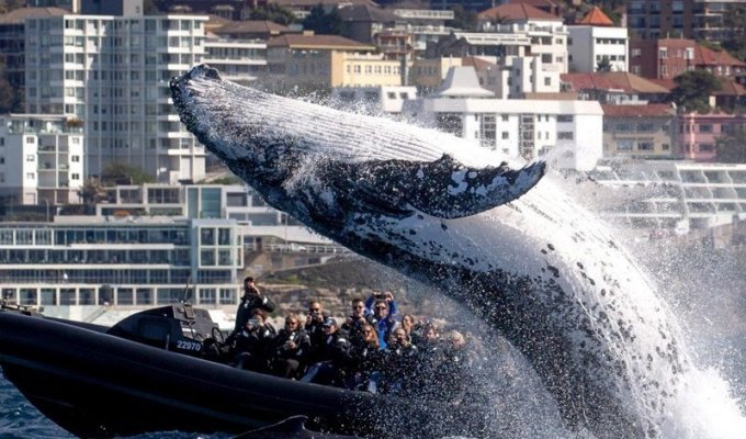 Наблюдатели за китами чуть не попали под кита (5 фото)