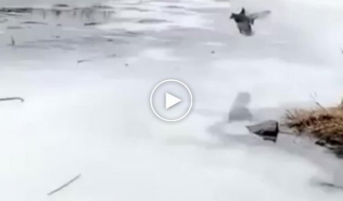 Утки хорошо проводят время на льду