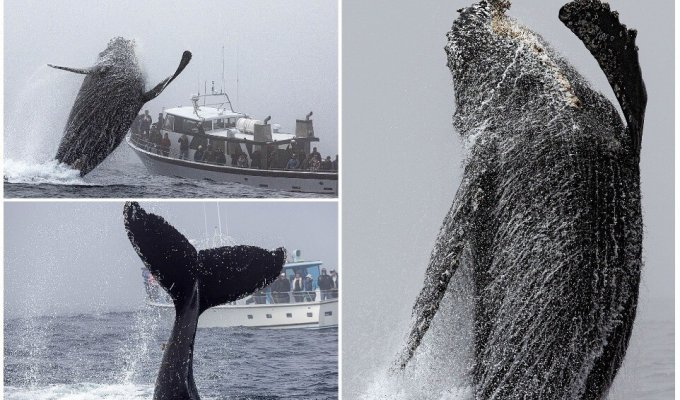 Огромный горбатый кит выпрыгнул из воды в нескольких метрах от лодок с наблюдателями (10 фото)