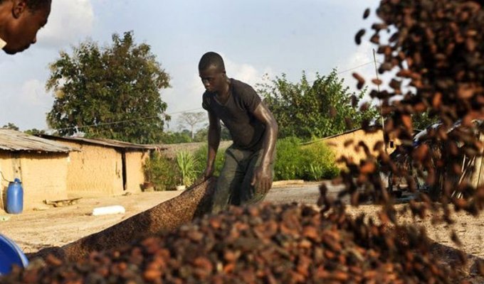 Горечь африканского шоколада (10 фото)