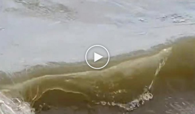 Змея ловко поймала рыбу в воде