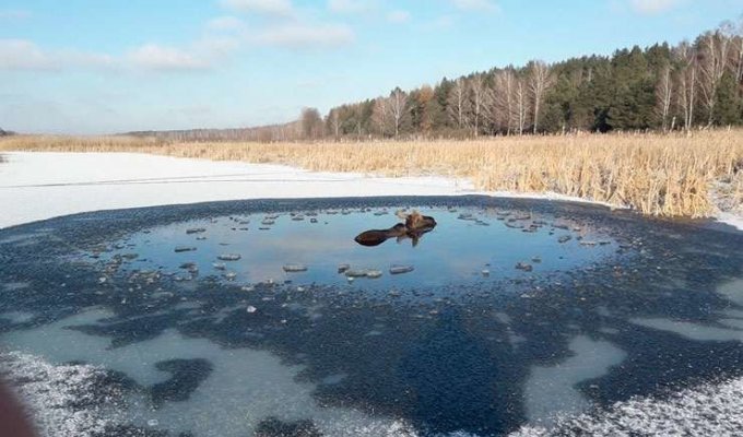 В Беларуси милиционеры с бревном и лопатой спасли застрявшего в полынье лося (1 фото)