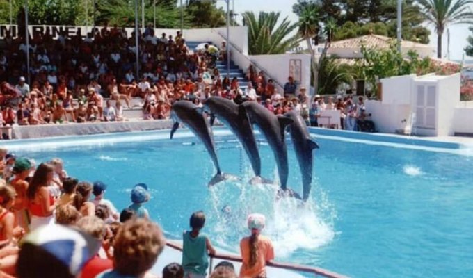 Что на самом деле твориться за кулисами шоу с дельфинами