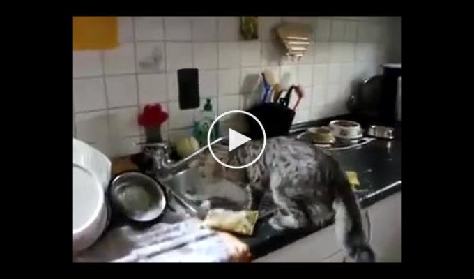 Котейка помогает помыть посуду после обеда
