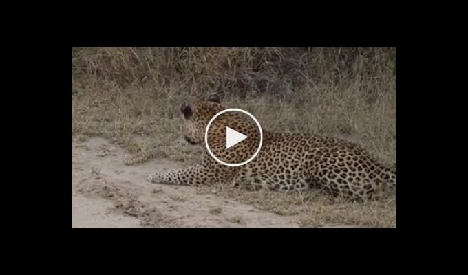 Антилопа спасла свою жизнь, облаяв затаившегося в засаде леопарда