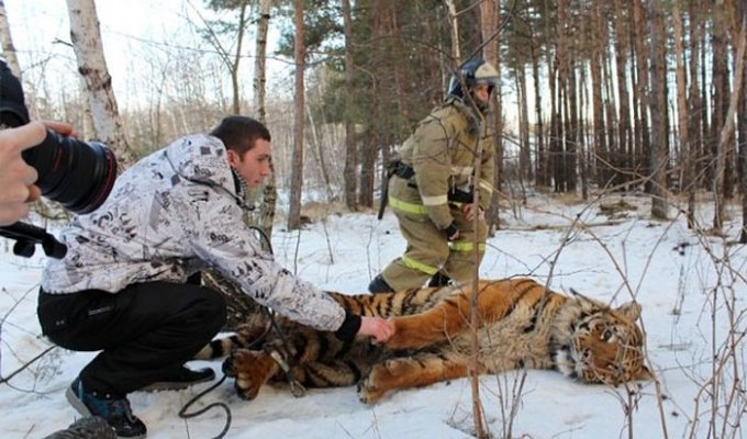В Воронеже поймали сбежавшего тигра (3 фото + видео)