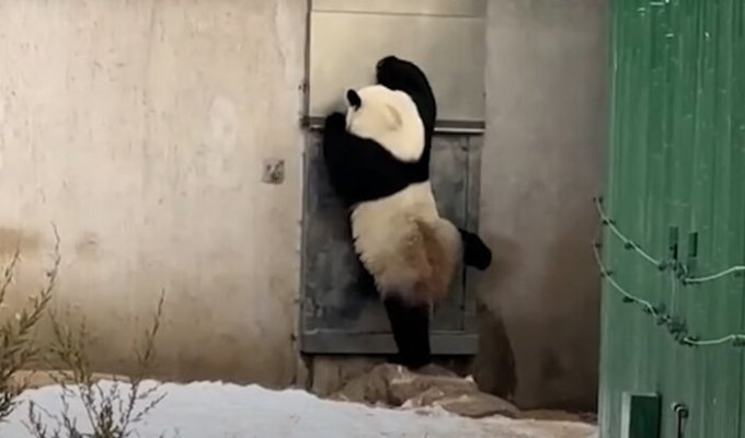 Настойчивую панду приняли за переодетого смотрителя зоопарка (2 фото + 1 видео)