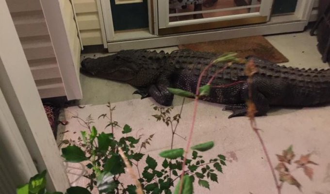 Аллигатор посреди ночи постучал в дверь дома (3 фото)