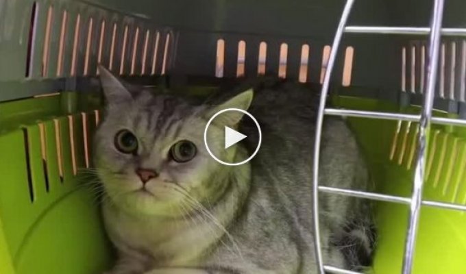 Из пострадавшего от взрыва дома в Ногинске удалось спасти последнего кота