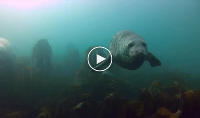 Тюлени как подводные собачки