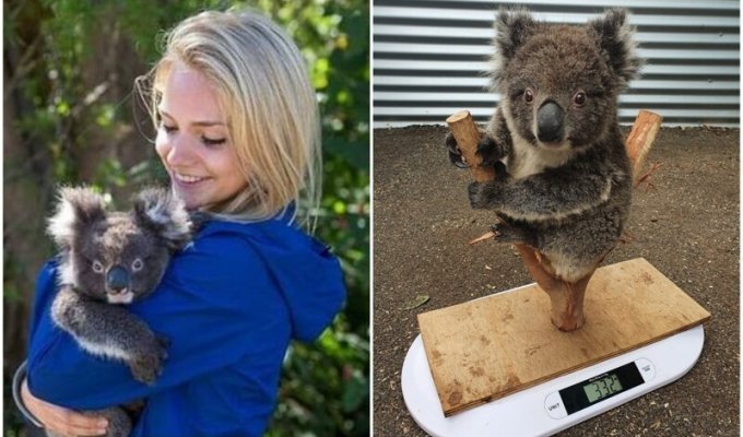 Необычный способ взвешивания коал (9 фото + 1 видео)