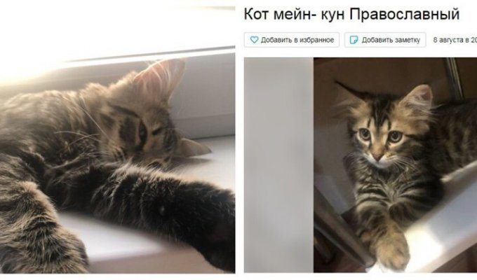 В Краснодарском крае выставили на продажу православного кота (6 фото)