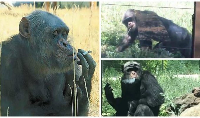 В китайском зоопарке живет курящая обезьяна (9 фото + 1 видео)
