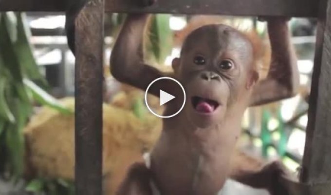 Этот маленький орангутанг родился в неволе