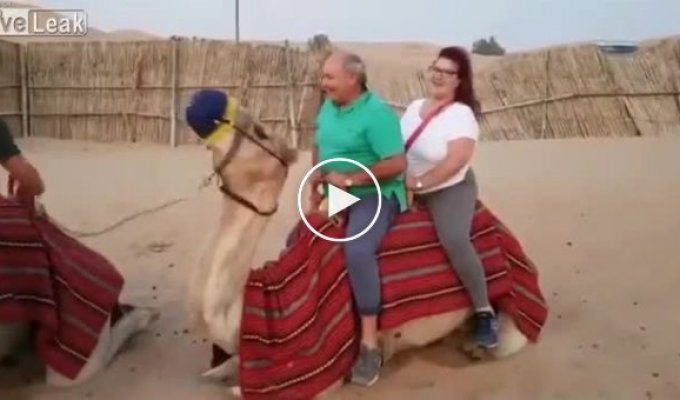 Неудачная попытка туристов прокатиться на верблюде