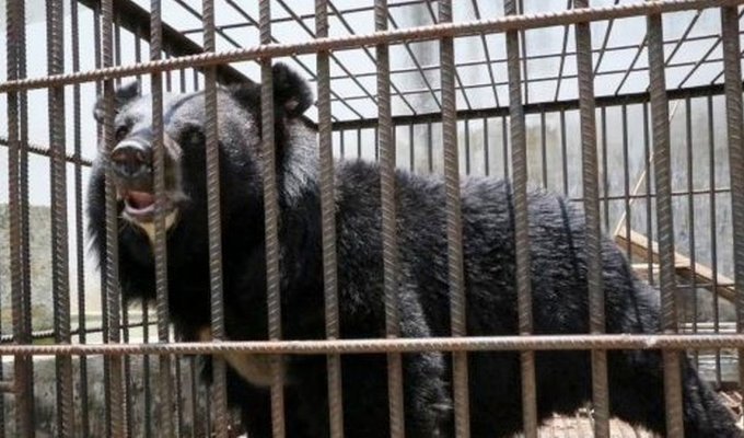 Купленный жительницей Китая «щенок» оказался опасным исчезающим животным (4 фото)