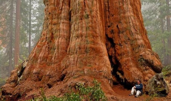 Самое большое дерево в мире (5 фото + 1 видео)