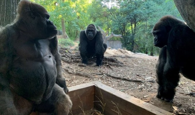 13 горилл заразились коронавирусом в американском зоопарке (4 фото)