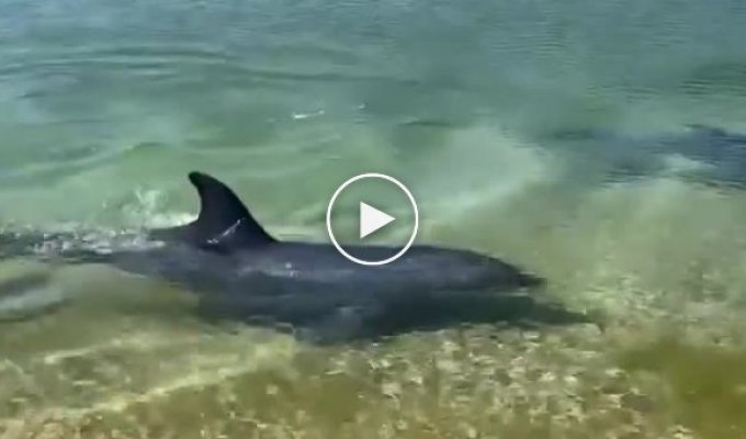 В Анапе дельфины подплыли к берегу, чтобы полакомиться рыбой