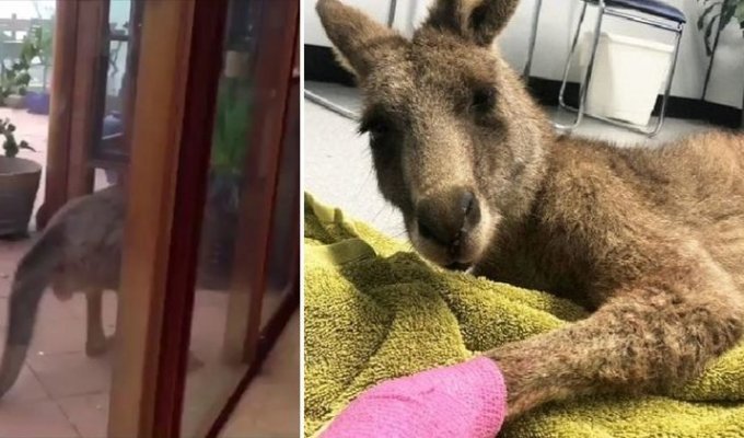 В Австралии кенгуру запрыгнул в окно дома, запаниковал и начал всё крушить (5 фото)