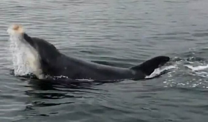 Дельфин устроил представление для туристов (3 фото)