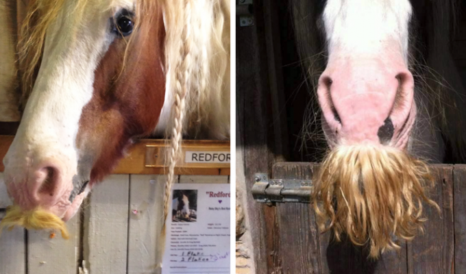 А вы знали, что у лошадей растут усы? (23 фото)