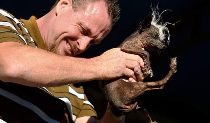 В Калифорнии прошел конкурс на титул самой уродливой собаки в мире (5 фото)