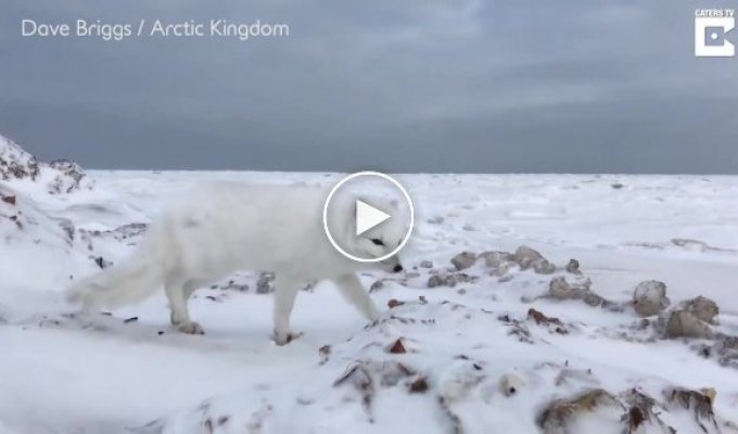 Дружелюбный арктический песец