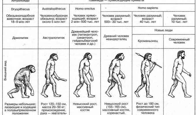 От обезьяны к человеку: десять шагов (13 фото + 1 видео)
