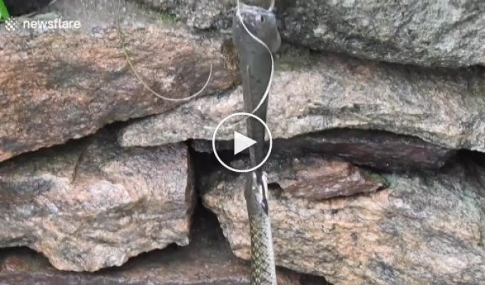 Пойманная змеёй рыба попыталась полакомиться другой змеёй