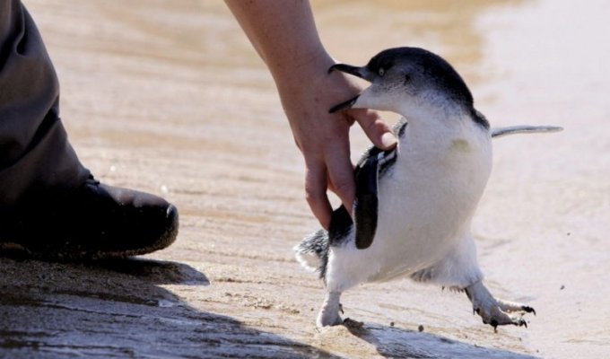  Детский садик для пингвинов (6 фото)