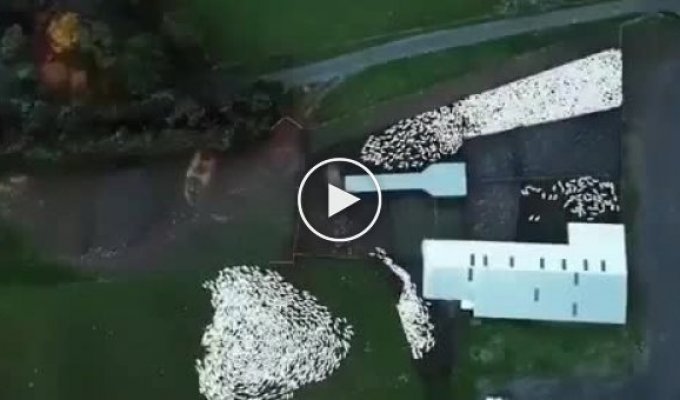 Гипнотическое видео. Собаки загоняют стадо овец в стойло