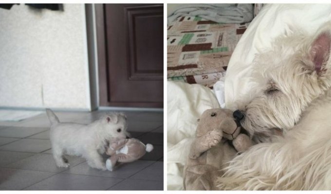 Москвич попросил ИКЕА вернуть в ассортимент игрушку для своего пса, но ему помогли обычные люди (6 фото)
