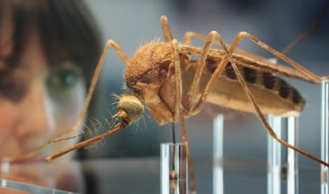 В Великобритании создали миллионную армию комаров-мутантов и это вовсе не новое оружие (4 фото)