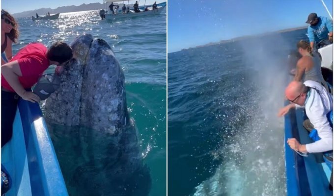 В Мексике огромный кит подплыл прямо к туристам (7 фото + 1 видео)