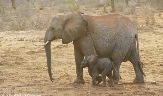 Люди спасли дикую слониху, и спустя года она привела к ним познакомиться своих слонят (2 фото)