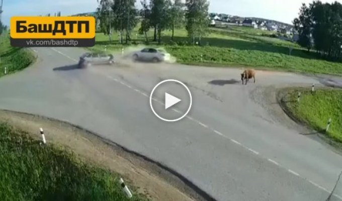 Корова в шоке