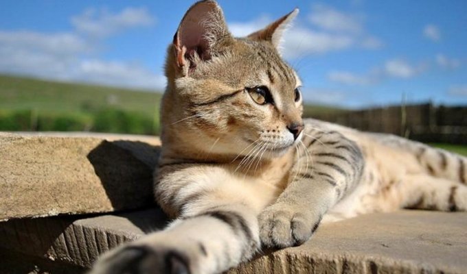 Тайная сила кошек: правда или вымысел (5 фото)