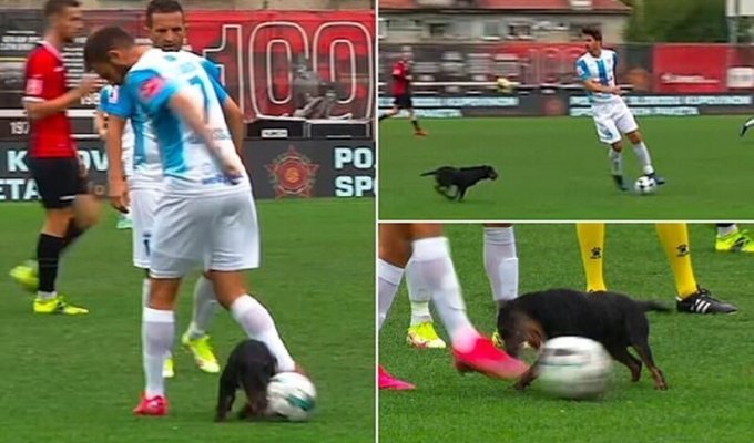 Собака сорвала футбольный матч премьер-лиги в Боснии (9 фото + 2 видео)