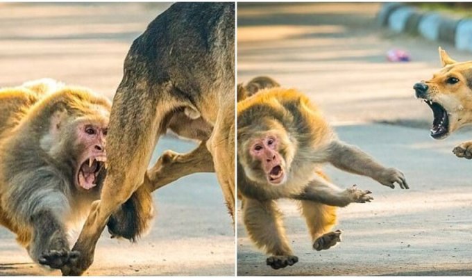 Дикая обезьяна решила напасть на собаку — но пожалела об этом (7 фото)