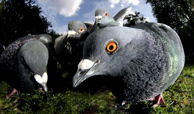 Крылатая орда, или в каких городах голубей так много, что их запрещают кормить (5 фото)