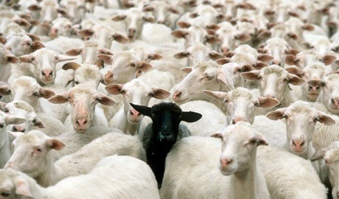 Сказ про то, как одна овца жизнь стаду портила (1 фото)